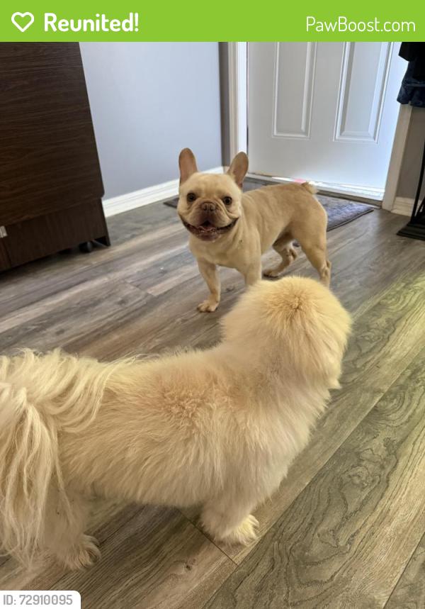 Reunited Male Dog last seen Floresta , Port St. Lucie, FL 34984