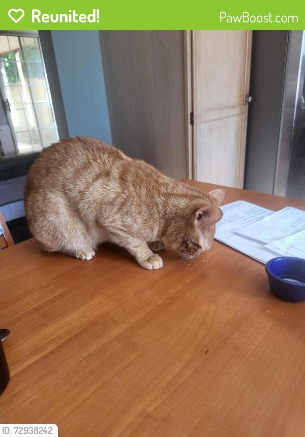 Reunited Male Cat last seen Lone Pine, Simpsonville, SC 29680