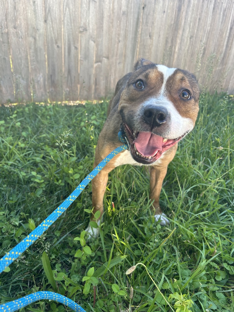 Shelter Stray Male Dog last seen Near Waverly Drive, VIRGINIA BEACH, VA, 23452, Virginia Beach, VA 23451