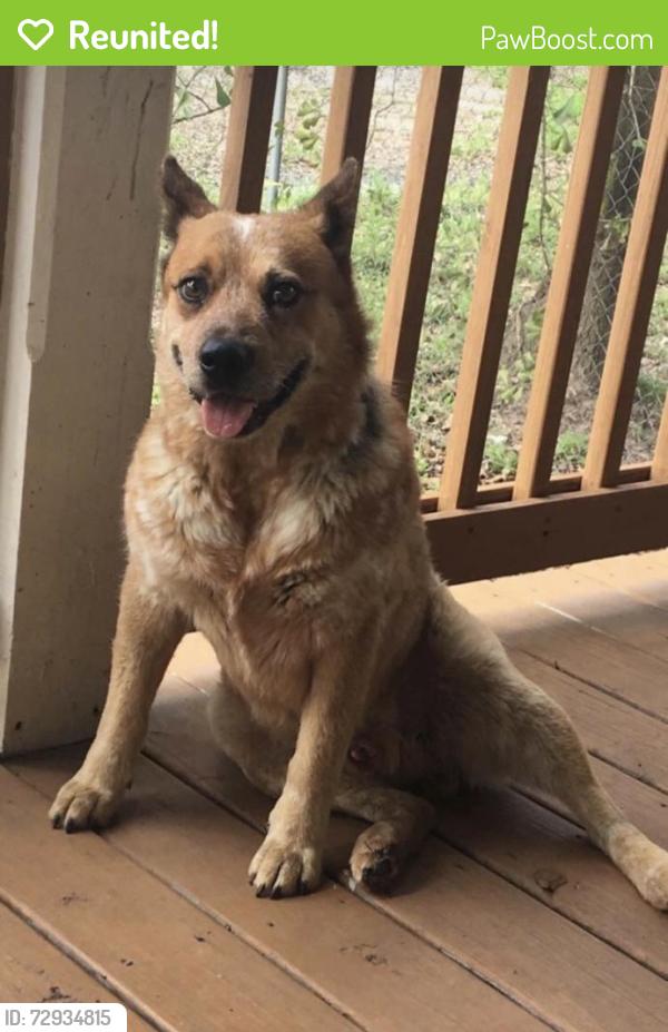 Reunited Male Dog last seen Acres Home, Houston, TX, USA, Houston, TX 77088