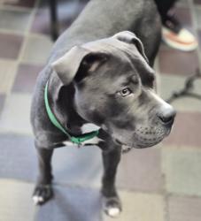 Shelter Stray Male Dog last seen E 149 Street, BRONX, NY, 10455, New York, NY 10029