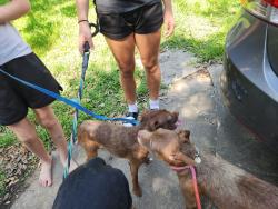 Reunited Female Dog last seen Dunbar ests, Friendswood, TX 77546