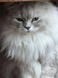 Lost Female Cat last seen Spurgin rd and tower street, Missoula, MT 59804