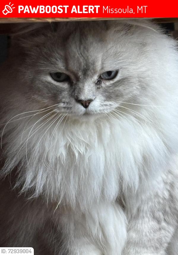 Lost Female Cat last seen Spurgin rd and tower street, Missoula, MT 59804