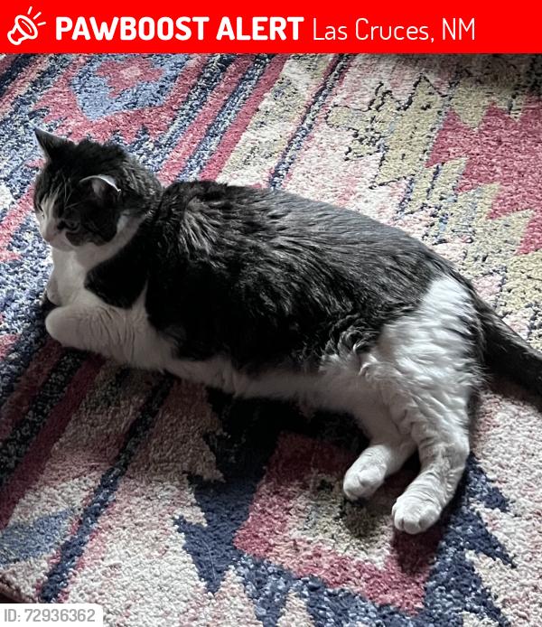 Lost Female Cat last seen Near Corona del Campo Loop, Las Cruces, NM 88011