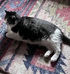 Lost Female Cat last seen Near Corona del Campo Loop, Las Cruces, NM 88011