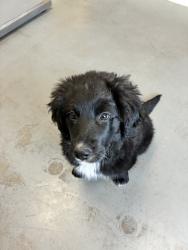Shelter Stray Female Dog last seen Near S 1300 E, MILLCREEK, UT, 84124, Taylorsville, UT 84123