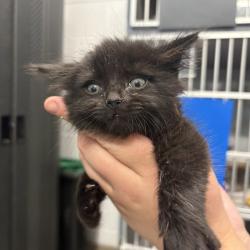 Shelter Stray Male Cat last seen Near S 800 E, SALT LAKE CITY, UT, 84115, Taylorsville, UT 84123