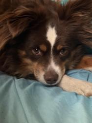 Reunited Male Dog last seen Lyman and Buchanan , Topeka, KS 66608