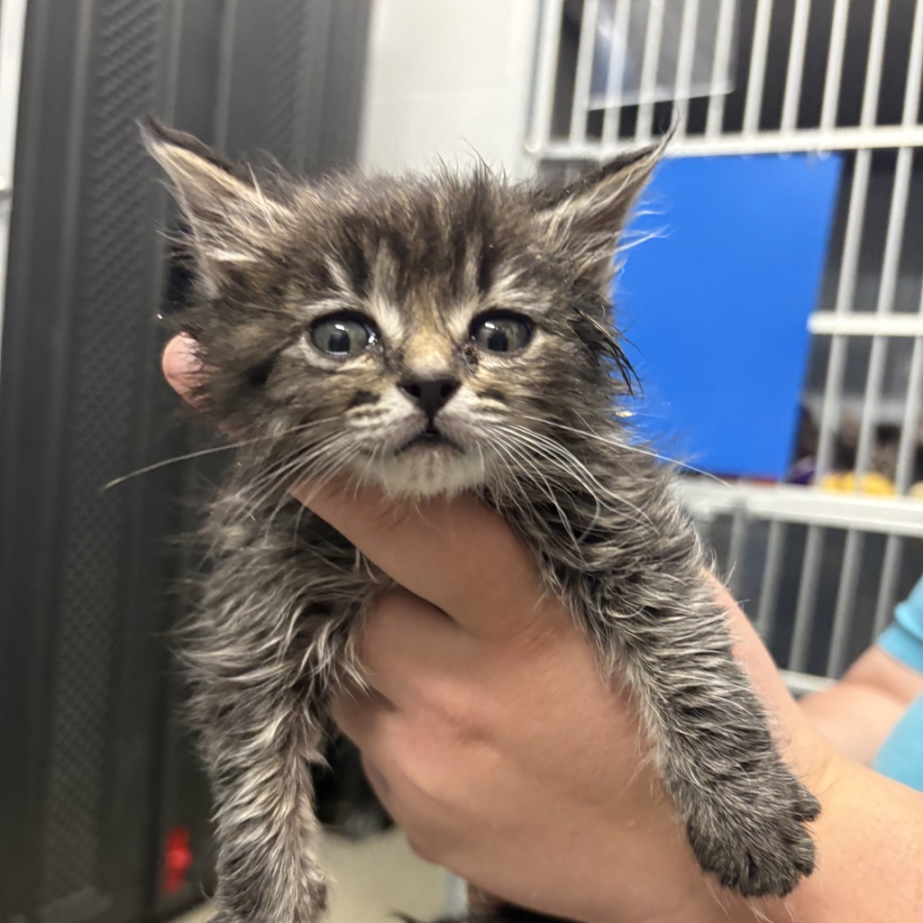 Shelter Stray Female Cat last seen Near S 800 E, SALT LAKE CITY, UT, 84115, 511 W 3900 S, Salt Lake City, UT 84123, USA