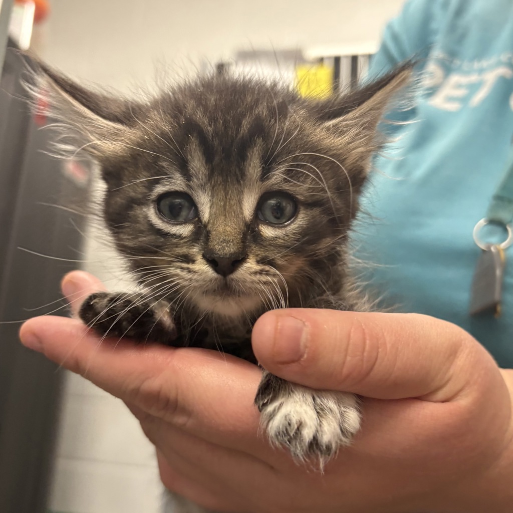 Shelter Stray Male Cat last seen Near S 800 E, SALT LAKE CITY, UT, 84115, 511 W 3900 S, Salt Lake City, UT 84123, USA
