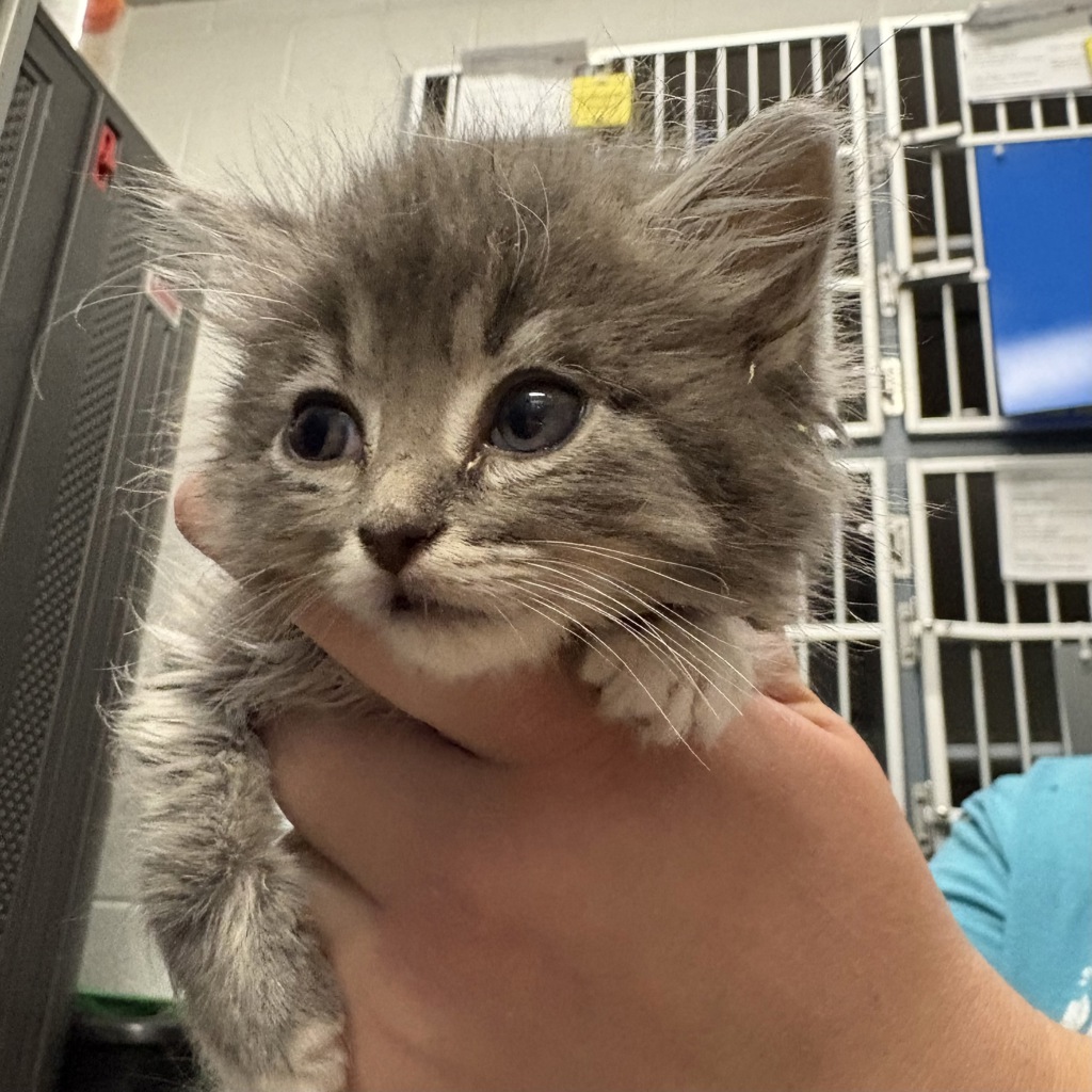 Shelter Stray Female Cat last seen Near S 800 E, SALT LAKE CITY, UT, 84115, 511 W 3900 S, Salt Lake City, UT 84123, USA