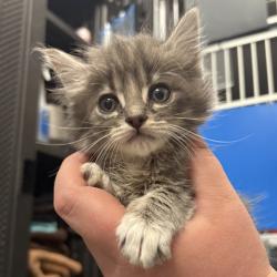 Shelter Stray Male Cat last seen Near S 800 E, SALT LAKE CITY, UT, 84115, Taylorsville, UT 84123
