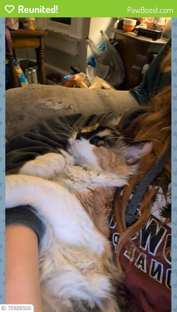 Reunited Female Cat last seen East parkway ave , Oshkosh, WI 54901