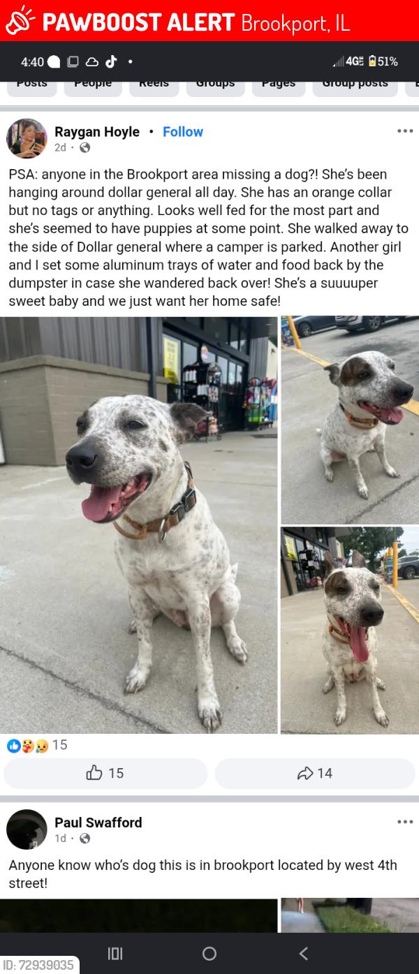 Lost Female Dog last seen Dg market , Brookport, IL 62910