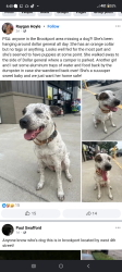 Lost Female Dog last seen Dg market , Brookport, IL 62910