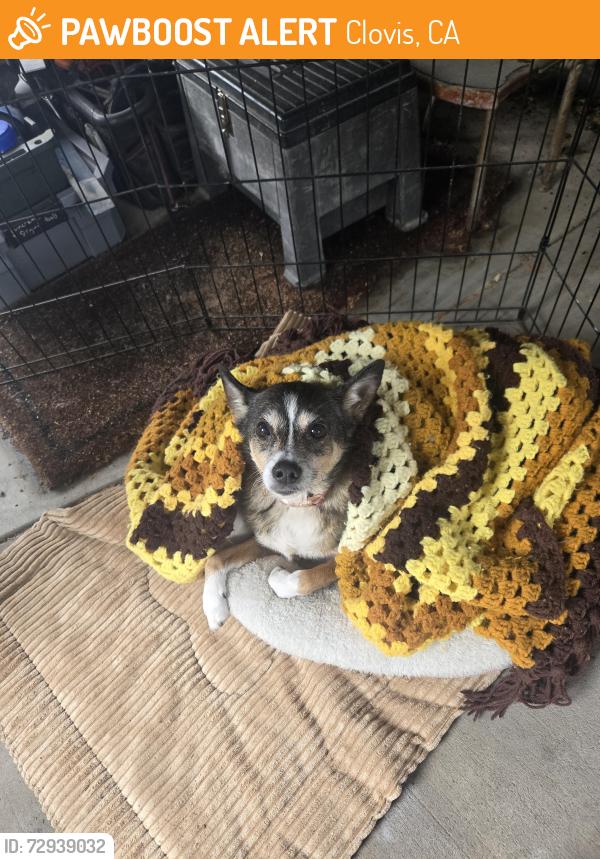 Found/Stray Male Dog last seen Sierra and pollasky , Clovis, CA 93612