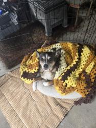 Found/Stray Male Dog last seen Sierra and pollasky , Clovis, CA 93612