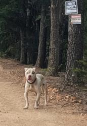 Found/Stray Unknown Dog last seen White Horse road and Fairfield road, Greenville, SC 29605