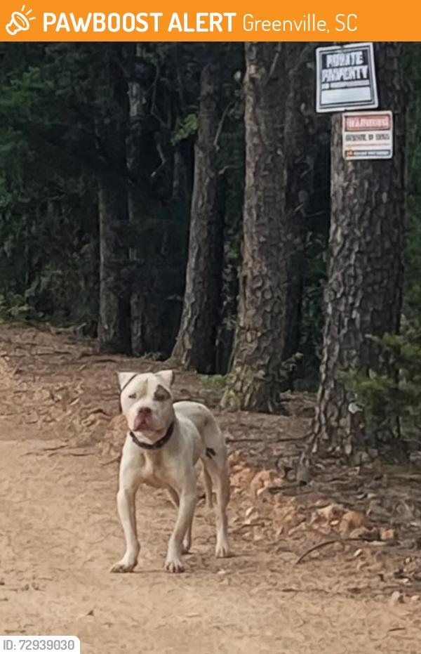Found/Stray Unknown Dog last seen White Horse road and Fairfield road, Greenville, SC 29605