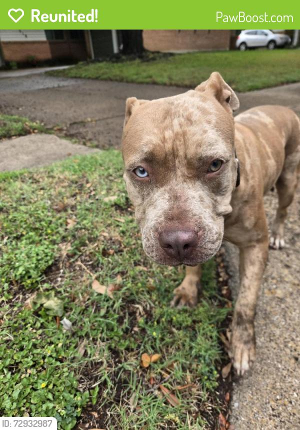 Reunited Female Dog last seen Near Lexington Lane, Richardson, Texas, Richardson, TX 75080