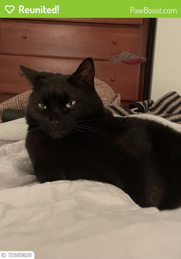 Reunited Male Cat last seen Near Henrietta St, Asheville, NC 28801