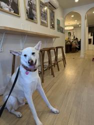 Reunited Male Dog last seen McDonald’s, Long Branch, NJ 07740