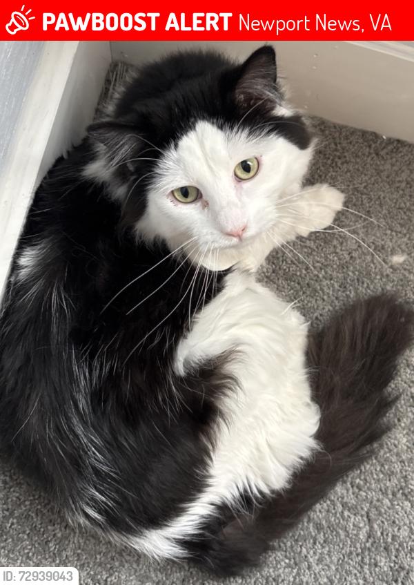 Lost Male Cat last seen 28th street and Madison Avenue , Newport News, VA 23607