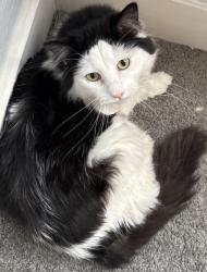 Lost Male Cat last seen 28th street and Madison Avenue , Newport News, VA 23607