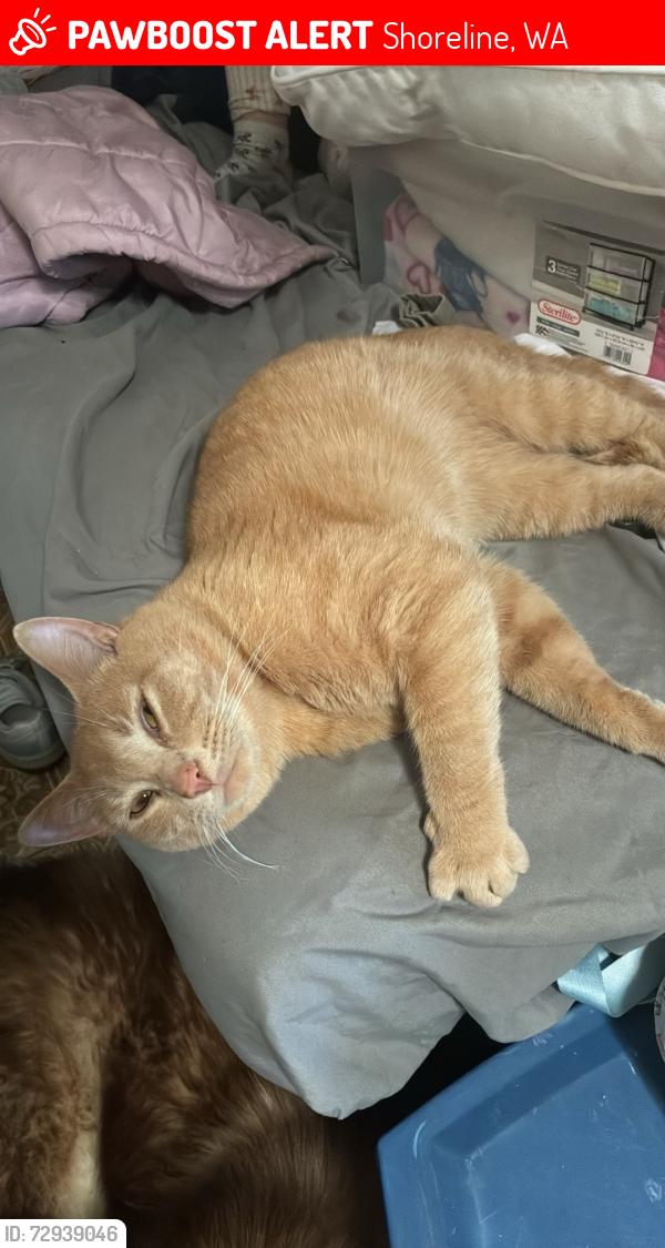 Lost Male Cat last seen NE 185th St, Shoreline, WA 98133