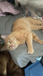 Lost Male Cat last seen NE 185th St, Shoreline, WA 98133