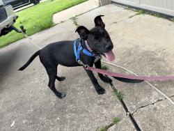 Found/Stray Male Dog last seen E 18th st ., Tulsa, OK 74129