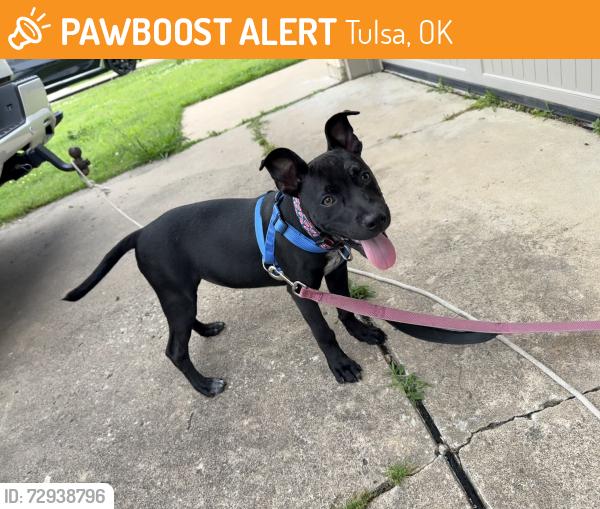 Found/Stray Male Dog last seen E 18th st ., Tulsa, OK 74129