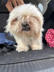 Found/Stray Male Dog last seen K-12, Lancaster, CA 93535