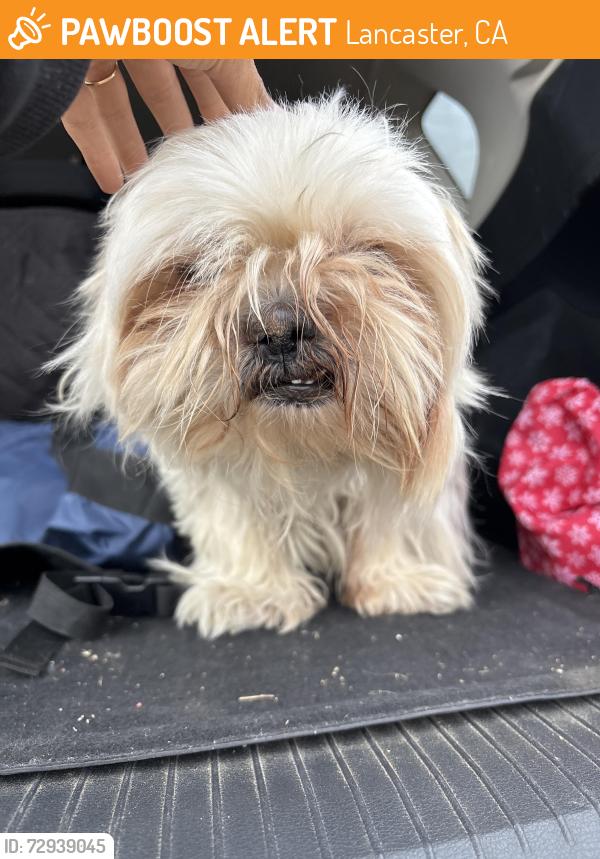 Found/Stray Male Dog last seen K-12, Lancaster, CA 93535