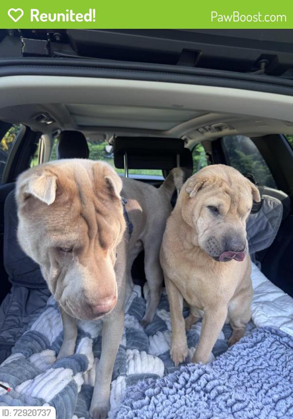 Reunited Female Dog last seen NW Green Mountain Rd, Washington County, OR 97106