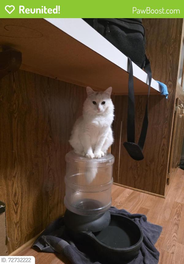 Reunited Female Cat last seen Near mountain ash court , Pevely, MO 63070