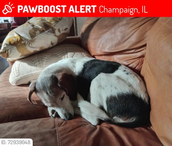 Lost Male Dog last seen Church and Prospecy, Champaign, IL 61821