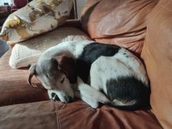 Lost Male Dog last seen Church and Prospecy, Champaign, IL 61821