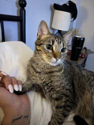 Reunited Male Cat last seen Near Mary road thompson , Thompson, CT 06277