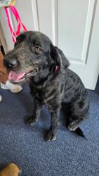 Found/Stray Female Dog last seen Village Mill Dr., Midlothian, VA 23114