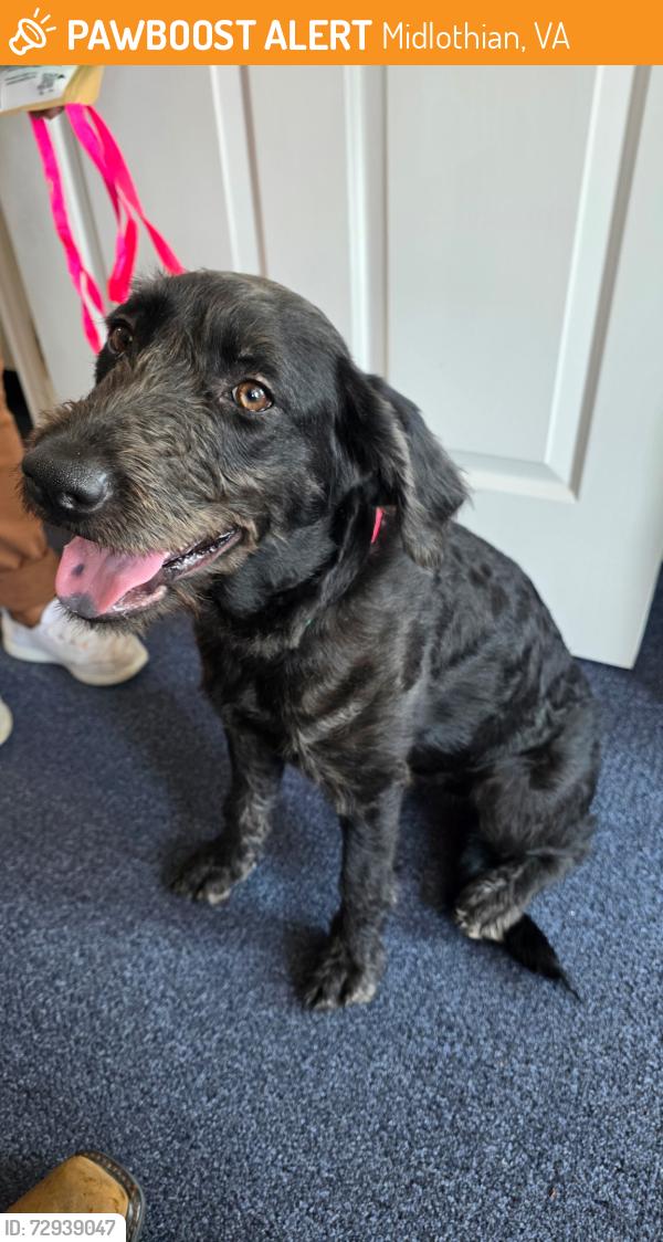 Found/Stray Female Dog last seen Village Mill Dr., Midlothian, VA 23114