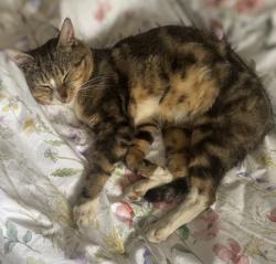 Lost Male Cat last seen Northumberland Road old Trafford , Stretford, England M16