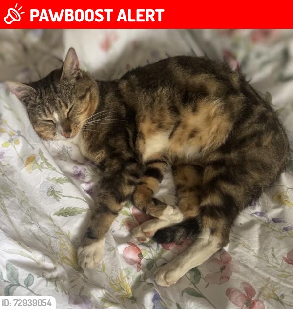 Lost Male Cat last seen Northumberland Road old Trafford , Stretford, England M16
