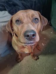 Reunited Female Dog last seen Gist creek  , Sevierville, TN 37876