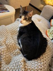Reunited Male Cat last seen Near 6th st ne Stewartville , Stewartville, MN 55976