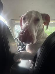 Reunited Female Dog last seen By 5th st, Lawrence, KS 66044