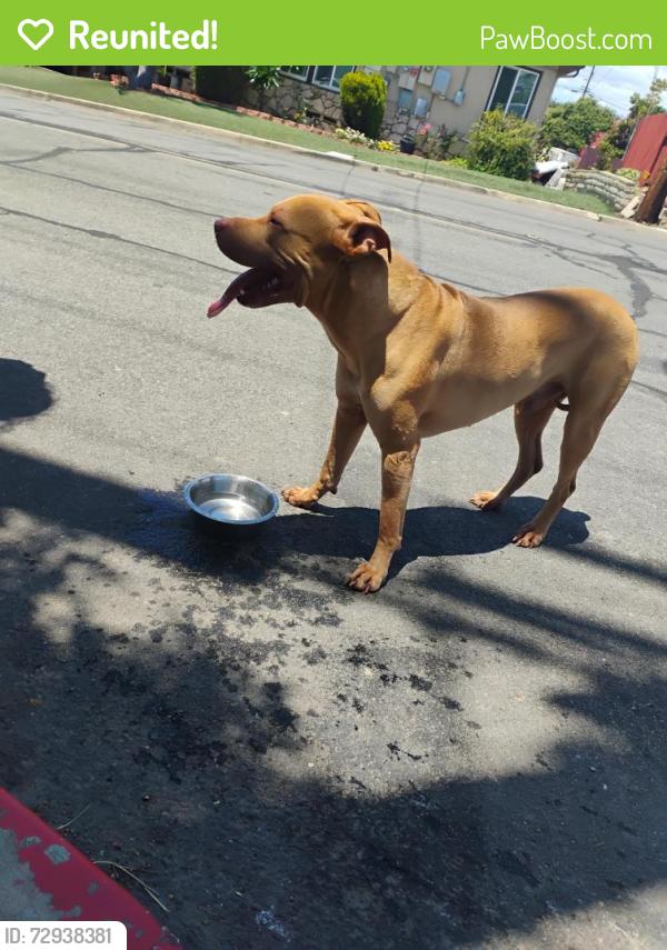 Reunited Male Dog last seen Westwood and Albemarle , San Diego, CA 92139