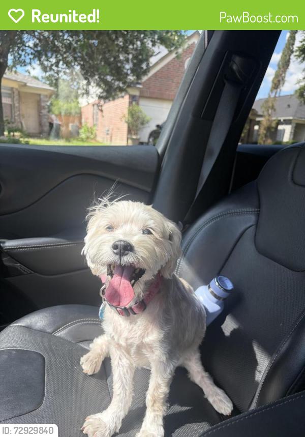 Reunited Female Dog last seen Amhurst, Cypress, TX 77433