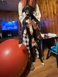 Reunited Female Dog last seen Harrison High School at the graveyard, West Lafayette, IN 47906